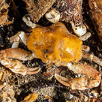  Ebalia tuberosa